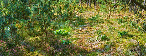 A serene forest scene with vibrant mosses, blooming heathers, and young pine saplings under dappled sunlight. The atmosphere exudes tranquility, inviting the beholder to explore nature's delicate details.