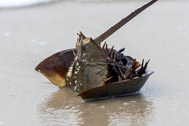 Horseshoe Crab, Limulidae, near water, bent in half
