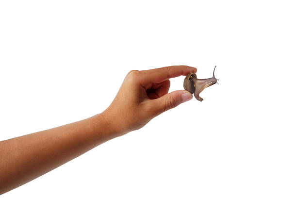 Asian boy's hand using fingers, holding a clam in hand, on white background.