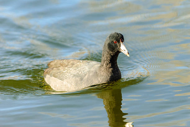 istock American Coot Swimming 2220323558