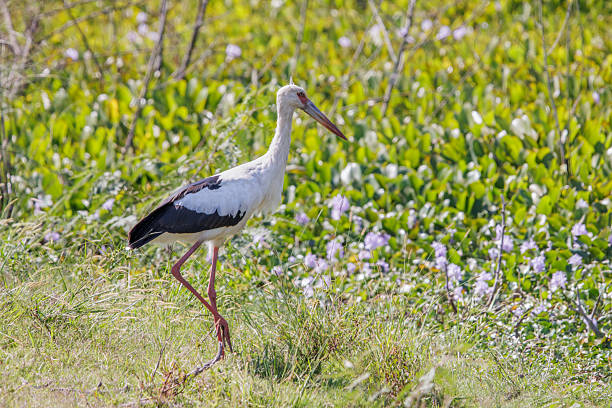 istock Maguari stork (Ciconia maguari) in a wetland. 2220324569
