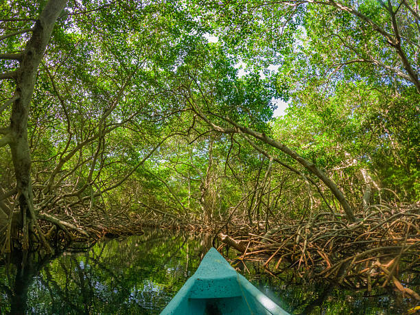 istock Mangrove Forest in Rosario Islands 2220329965