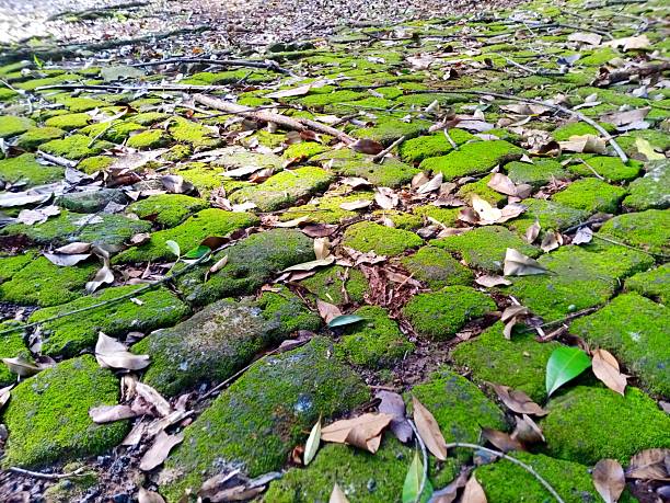 Moss growing in pedestrian areas