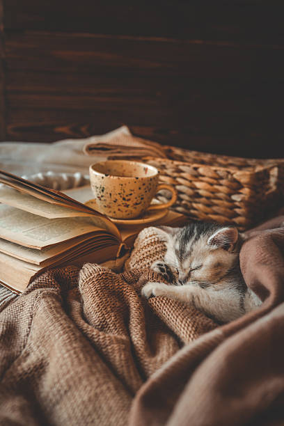 istock Sleeping kitten wrapped in soft brown knits next to an open book and ceramic cup, creating a warm and cozy autumn or winter reading scene 2220332765