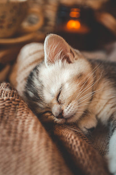 istock Sleeping kitten wrapped in soft brown knits next to an open book and ceramic cup, creating a warm and cozy autumn or winter reading scene 2220332772