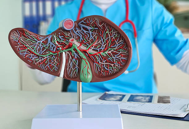 istock Medical professional demonstrating a liver model while discussing anatomy 2220333876