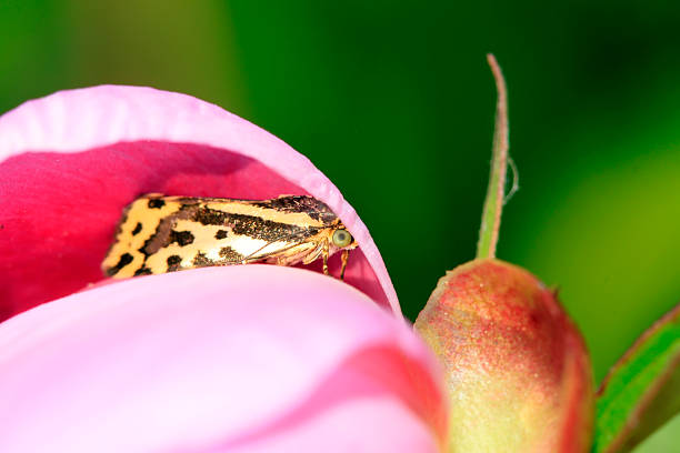 The wasp on the pink flower.The insect with the flower nature
