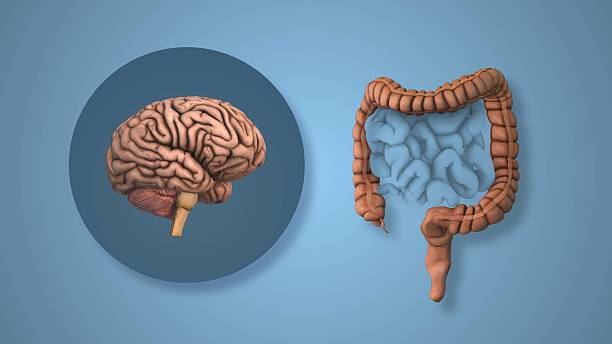 istock Cognitive and Gut Interaction in IBS Patients 2220336294