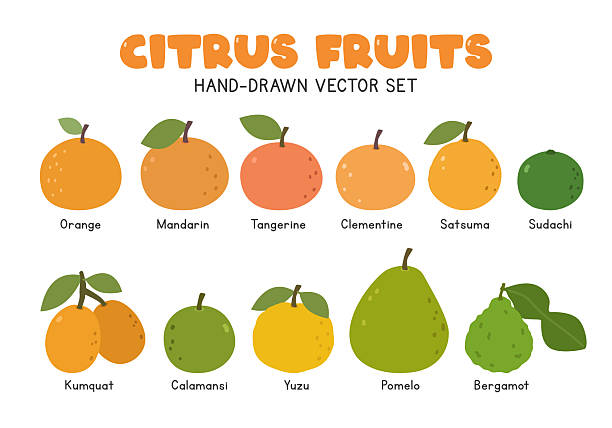 440+ Yuzu Orange Stock Illustrations, Royalty-Free Vector Graphics