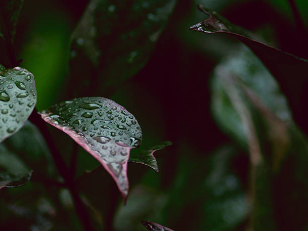 Nature green leaves with fresh rain dew drop background texture.
