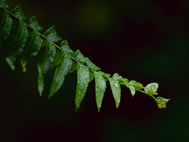 Nature green fern leaves with fresh rain dew drop background texture.