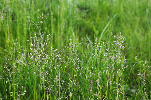istock Fresh green field grass close-up. 2220339079