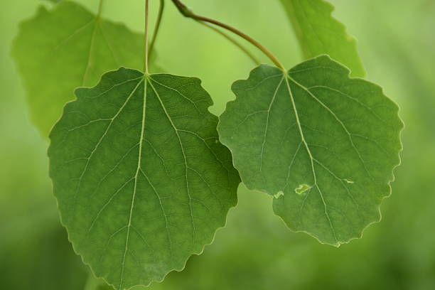 Thse are fresh aspen leaves in nature in early summer.