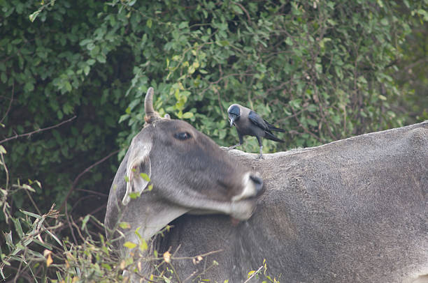 istock House crow on a zebu. 2220344223