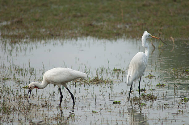 istock Eurasian spoonbill and great egret. 2220344262