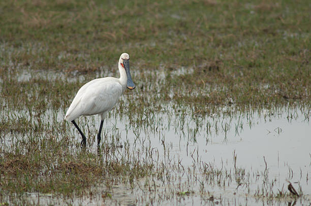 istock Eurasian spoonbill in a lagoon. 2220344263