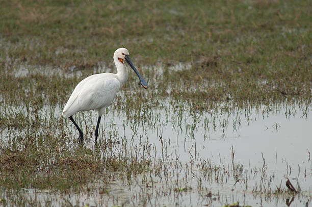istock Eurasian spoonbill in a lagoon. 2220344267