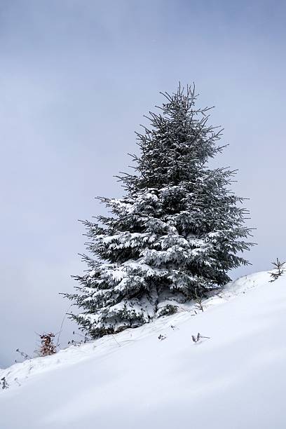 Winter landscape, trees in the snow
