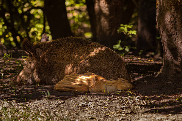 Wild Boar (wild pig or Eurasian wild pig) sow with her cubs sleeping in the nest on the forest floor. Very cute piggies sleep next to the big sow in the shade on the forest floor. Very cute piglets, frislings sleep next to the big sow in the shade on the forest floor. Wild Boar, Sus scrofa.