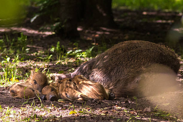 Wild Boar (wild pig or Eurasian wild pig) sow with her cubs sleeping in the nest on the forest floor. Very cute piggies sleep next to the big sow in the shade on the forest floor. Very cute piglets, frislings sleep next to the big sow in the shade on the forest floor. Wild Boar, Sus scrofa.