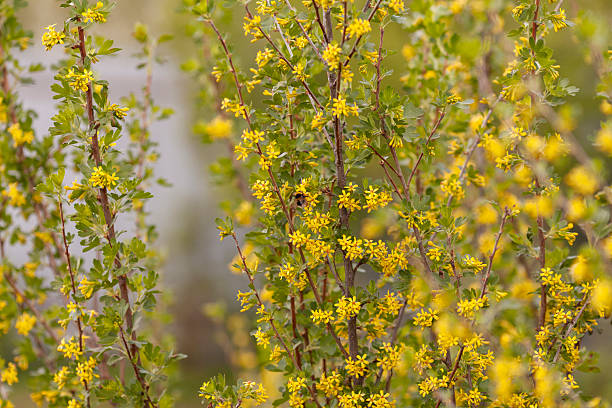 istock Flowering bush with yellow flowers and a bee pollinating it 2220352956