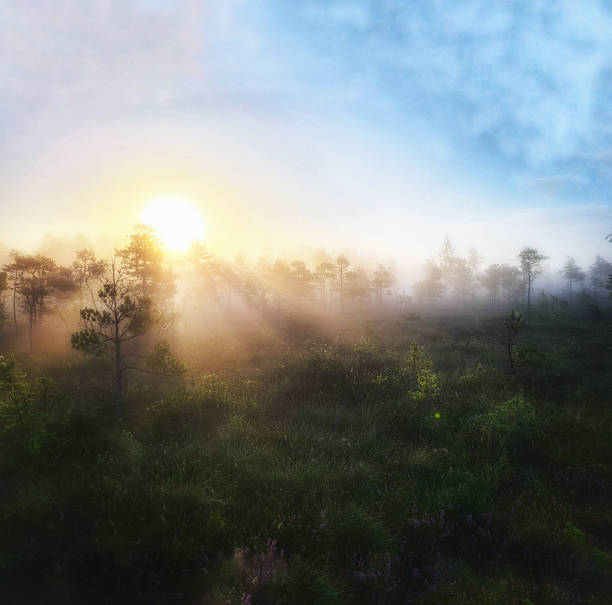 A serene misty Kemeri bog at sunrise with the sun casting golden rays through the trees