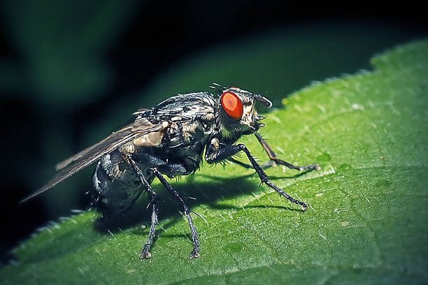 istock Sarcophaga carnaria Common Flesh Fly Insect 2220354874