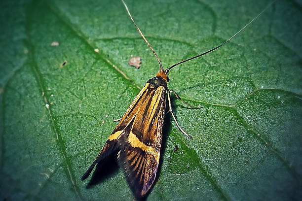 istock Nemophora degeerella Longhorn Moth Insect 2220354892