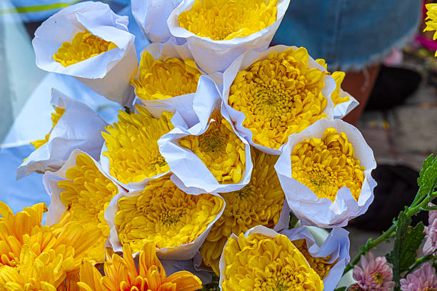 Picking Chrysanthemums for tea in China