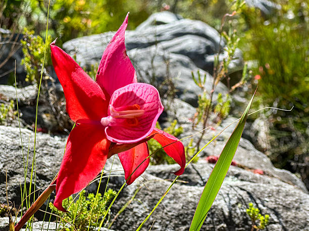 Red disa flowers in full bloom on Table Mountain in Cape Town, South Africa