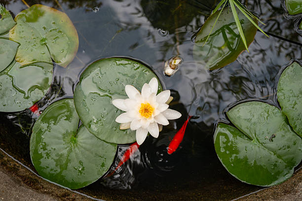 Water lily and goldfish in water