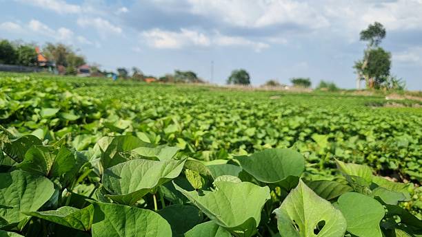 istock Agriculture peanut farm swaying gently in the breeze. 2220361139
