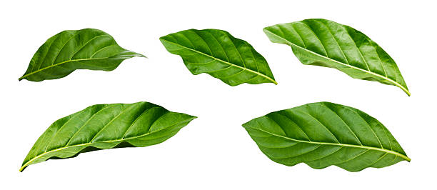 istock Set of green leaves isolated on white background 2220362310