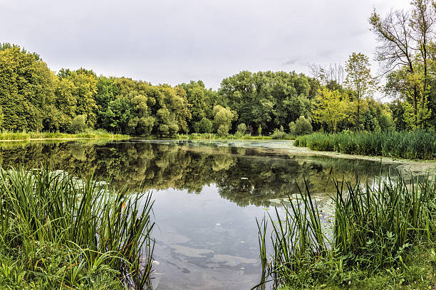 The location of this lake is a calm body of water that reflects the sky and is surrounded by bright green trees and plants, creating a peaceful and scenic environment for relaxation and reflection.
