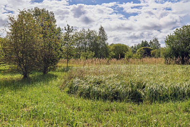 istock Green grassy field with trees and blue sky with white clouds in the background 2220364989