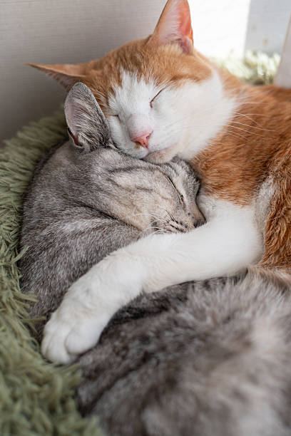istock Two cute cats relaxing by the window 2220365124