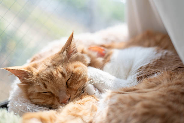 istock Two cute cats cuddling by the window 2220365600