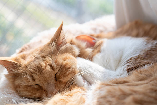 istock Two cute cats cuddling by the window 2220365616