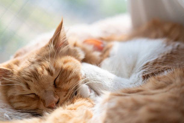 istock Two cute cats cuddling by the window 2220365622