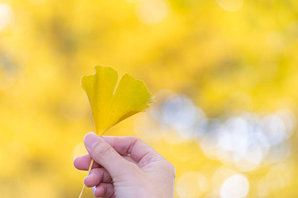 Person holding a yellow ginkgo leaf