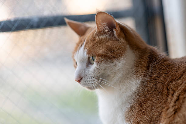 istock Cute cat sitting by the window 2220365854