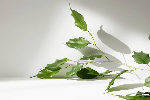 istock Abstract white color studio background for product presentation. Empty room with shadows of window and flowers and plant leaves . 3d grey room with copy space. Summer concept. Blurred backdrop. 2220367379
