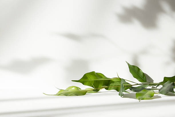 istock Abstract white color studio background for product presentation. Empty room with shadows of window and flowers and plant leaves . 3d grey room with copy space. Summer concept. Blurred backdrop. 2220367386