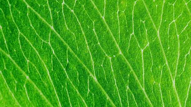 istock Vibrant green leaf showing intricate vein structure 2220369296