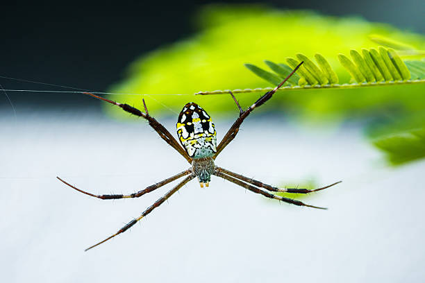 Spider in it's web against the background of the sky