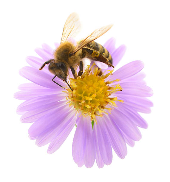 istock Honeybee and blue flower 2220369512