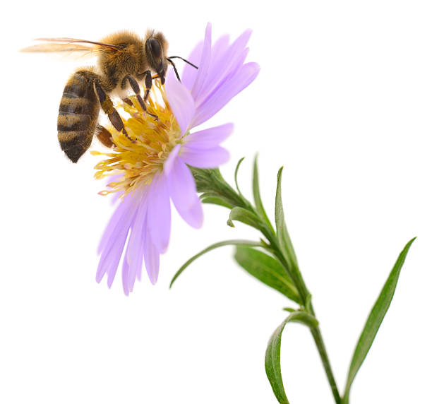 istock Honeybee and blue flower 2220369513