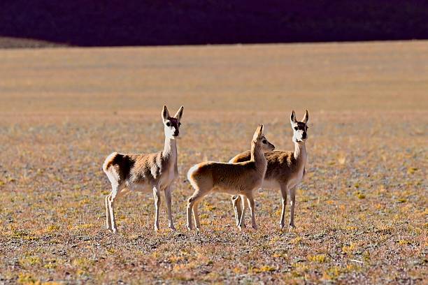 istock Tibetan Antelopes on the Plateau 2220370089