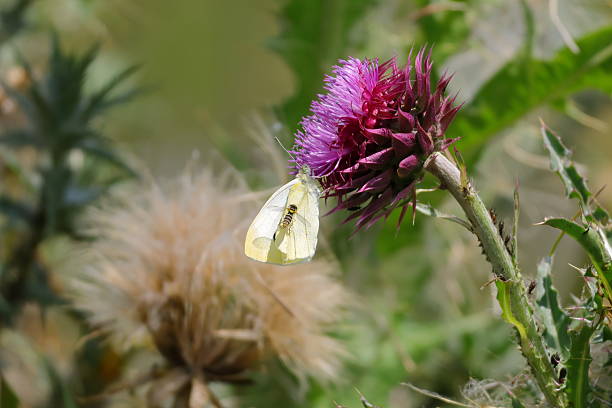 It's early summer (June). The thistles are in bloom, and butterflies, bees, flies, moths are taking full advantage. As are this cabbage white butterfly and hoverfly. But while they're feeding, they're pollinating the thistle flower, too