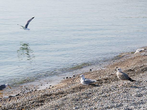 White Seagull bathed in sunlight against the backdrop of the sea. Perfect for adding a touch of nature's beauty to your designs, whether for wildlife conservation campaigns, coastal-themed advertisements, or simply to bring a sense of tranquility to your projects.
